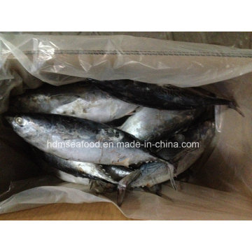Big Size New Catching Bonito Fisch für den Markt